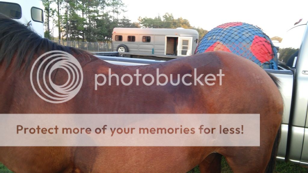 Sweat marks and saddle fit Chronicle Forums